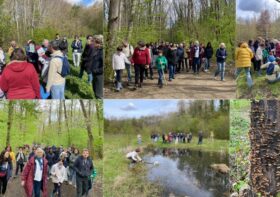 Journée Internationale des Forêts : balade en forêt domaniale de Palaiseau